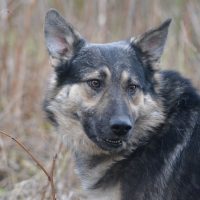 Ausgeglichener Rüde „Bally“, ruhig und lieb, ca. 5 Jahre