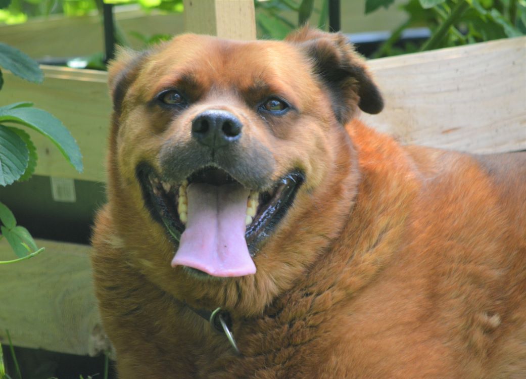 Rüde „Buddo“, Mischling, sucht standfestes Zuhause toller Begleiter! Auf PS in NRW bei Düsseldorf