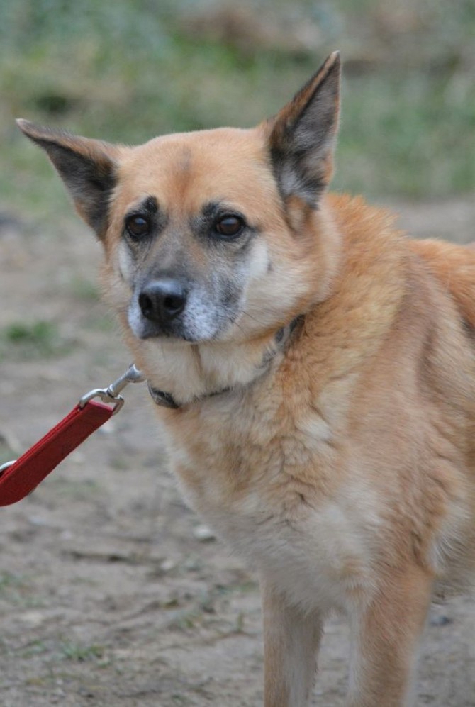 Hündin „Sloty“, seit sage und schreibe 10 Jahren im Tierheim… sie sucht endlich ein Zuhause!