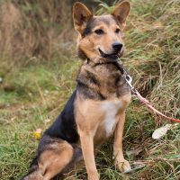 „Luise“, wartet seit 7 Jahren auf ein Zuhause