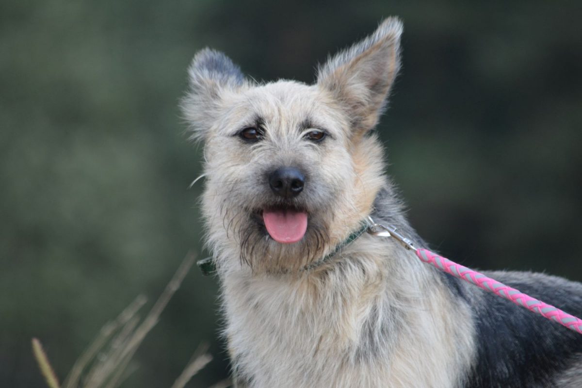 „Riva“, Hündin, noch zurückhaltend aber sehr lieb, ca. 2-3 Jahre alt