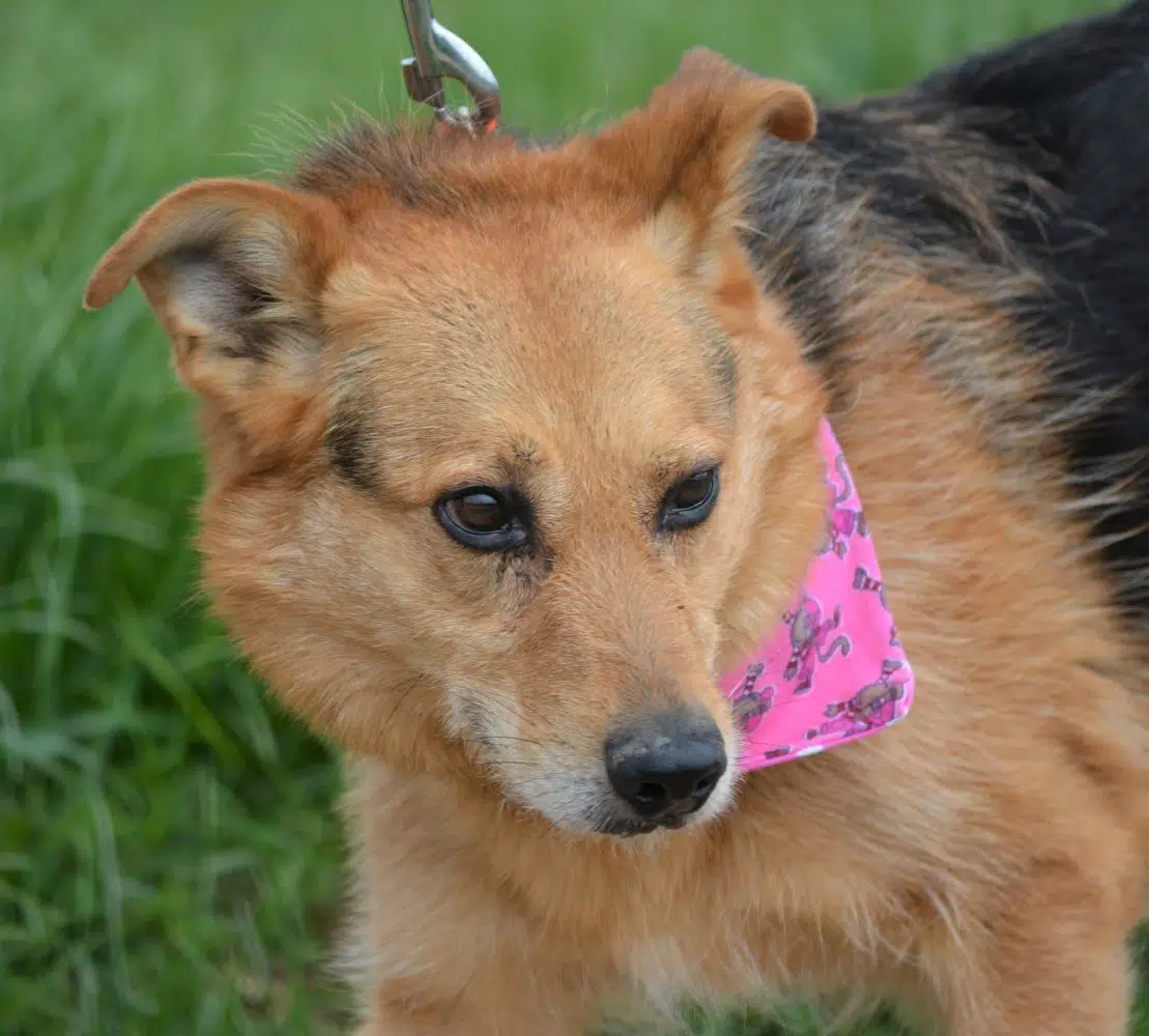 Sehr sanfter und ruhiger Rüde „Tobi“, ca. 3-5 Jahre alt