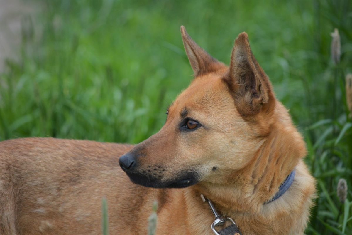 Hündin „Scarlett“, geb. ca. 2019, ruhig und zurückhaltend, lieb zu Menschen