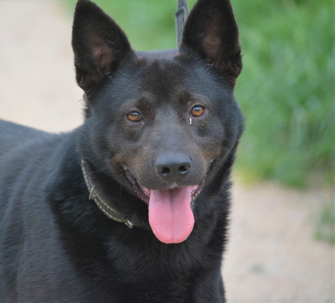 Toller, aktiver und selbstbewusster Rüde „Karus“, ca. 2-3 Jahre alt