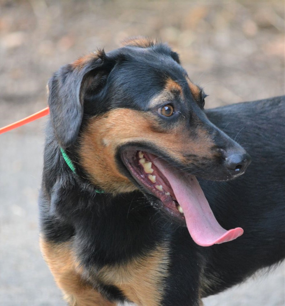 Noch ängstliche Hündin „Enya“, ca. 2018 geboren, sucht erfahrenes Zuhause