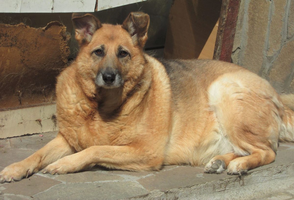 Liebe Schäferhundomi „Goldi“, ca. 9 Jahre alt, nur lieb!