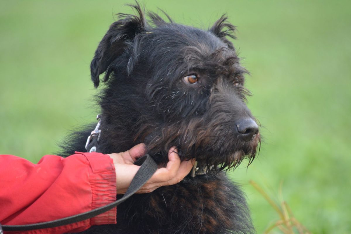 Zurückhaltender ruhiger Rüde „Wasti“, ca. 5-6 Jahre alt, Schnauzer-Mischling