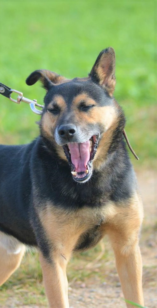Menschenbezogener Rüde „Nutek“, ca. 7 Jahre alt, sucht endlich ein Zuhause