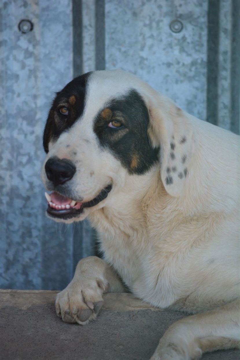 Einer der liebsten Hunde im Tierheim Sofia, „Budy“, ca. 1 Jahr