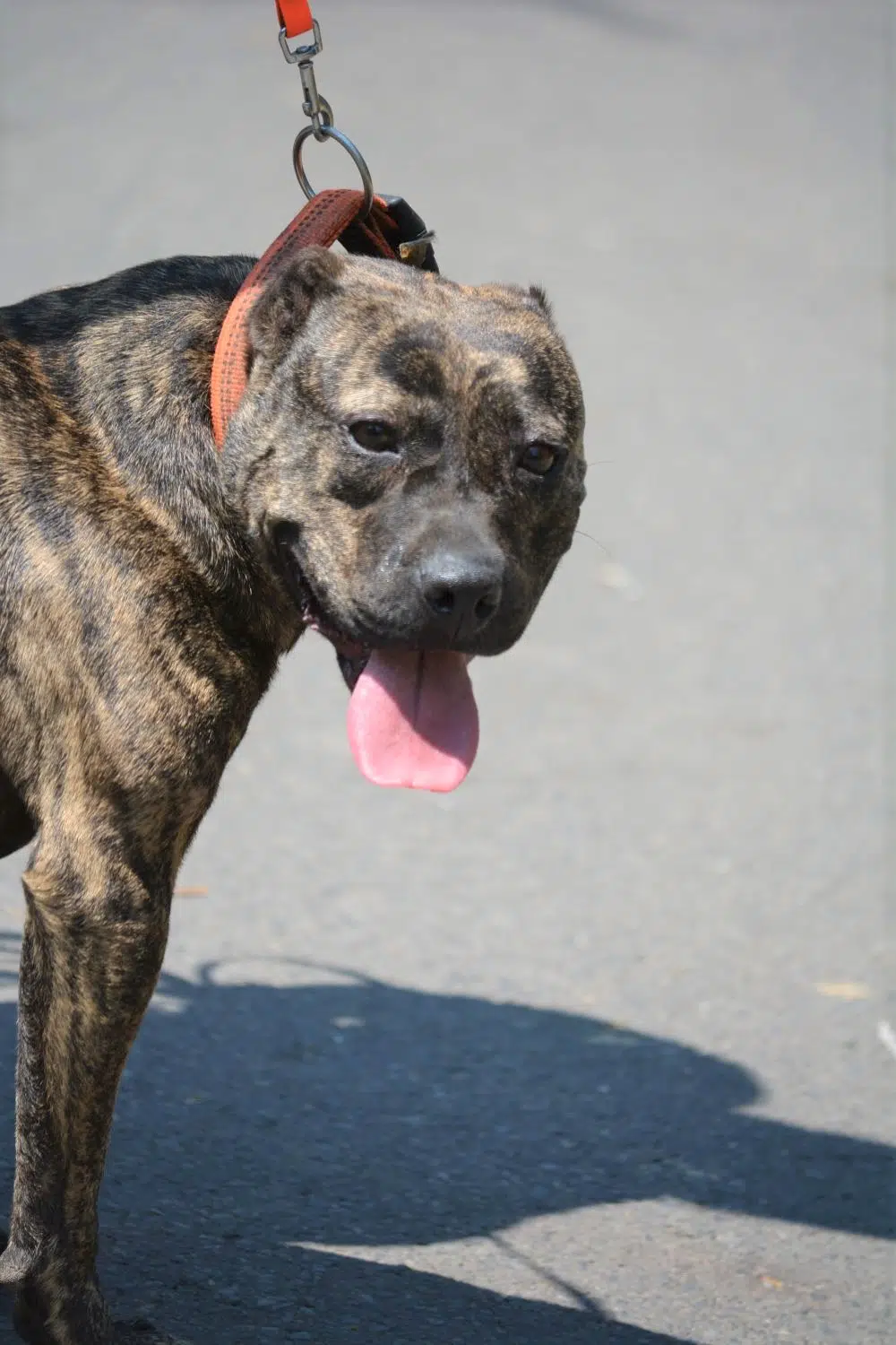 Klasse Hündin die ihren Menschen treu ist, „Trisha“, geb. 2018