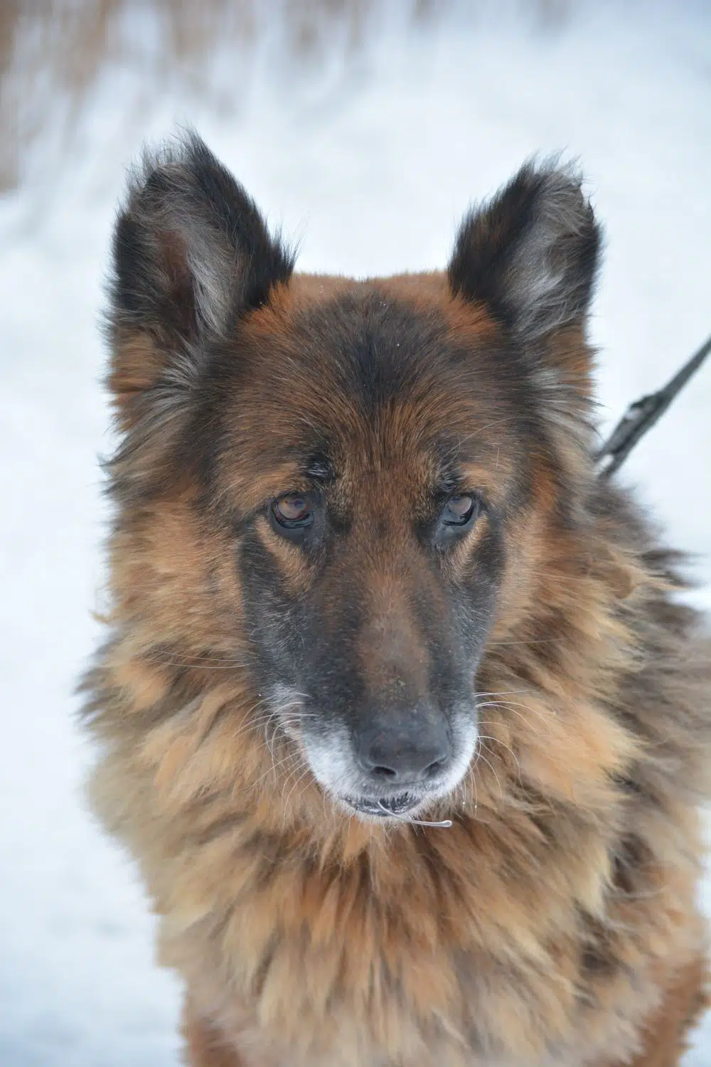 **RESERVIERT** Ein Traum an lieber Schäferhündin – Zania (Zagadka), 10 Jahre, sucht dringend