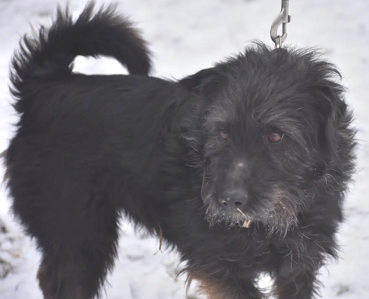 Sanfter und ruhiger Rüde „Bodri“, 2013 geboren, sucht ruhiges Zuhause