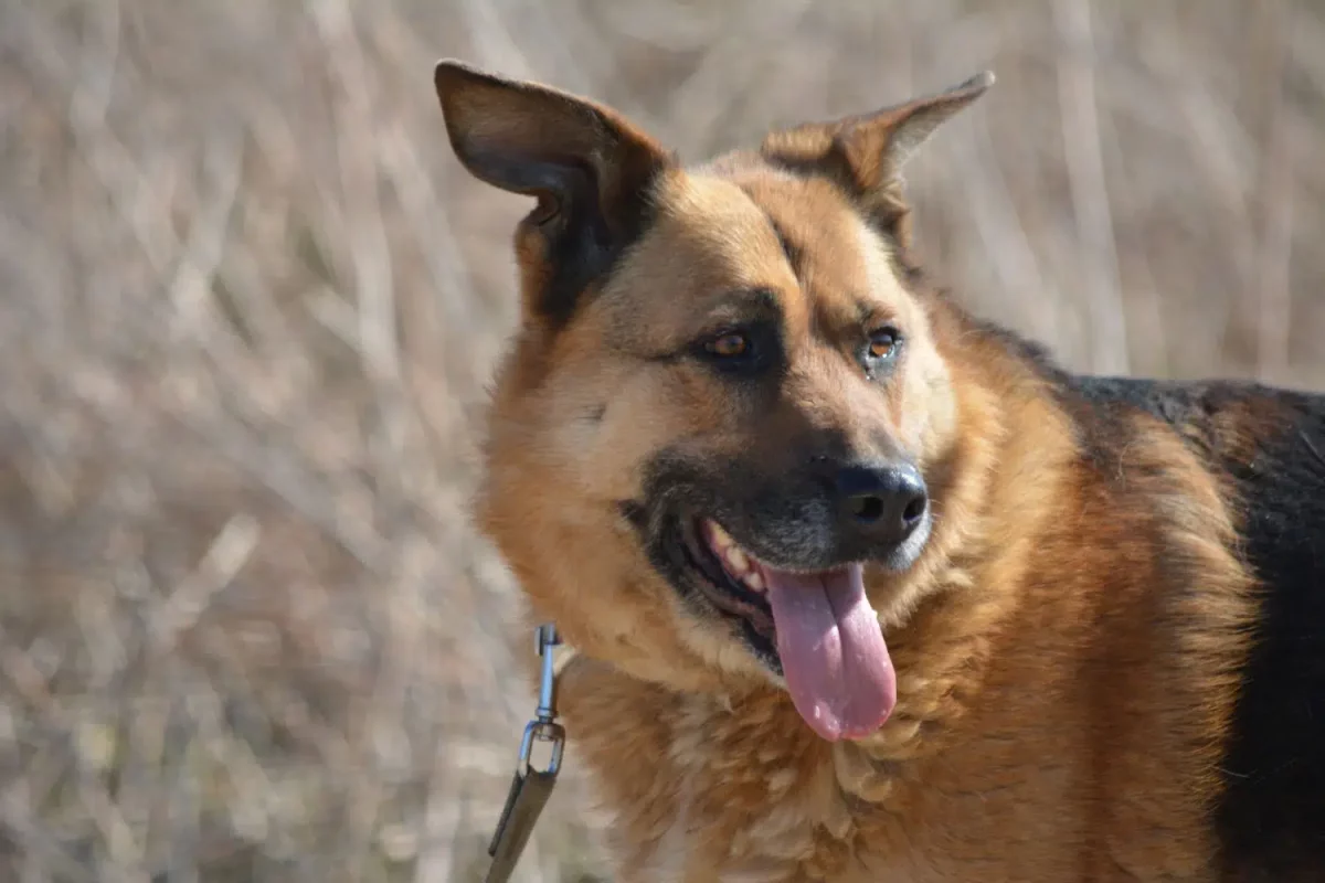 Sehr liebe und unkomplizierte Schäferhündin „Abra“, sehr lieb und unkompliziert