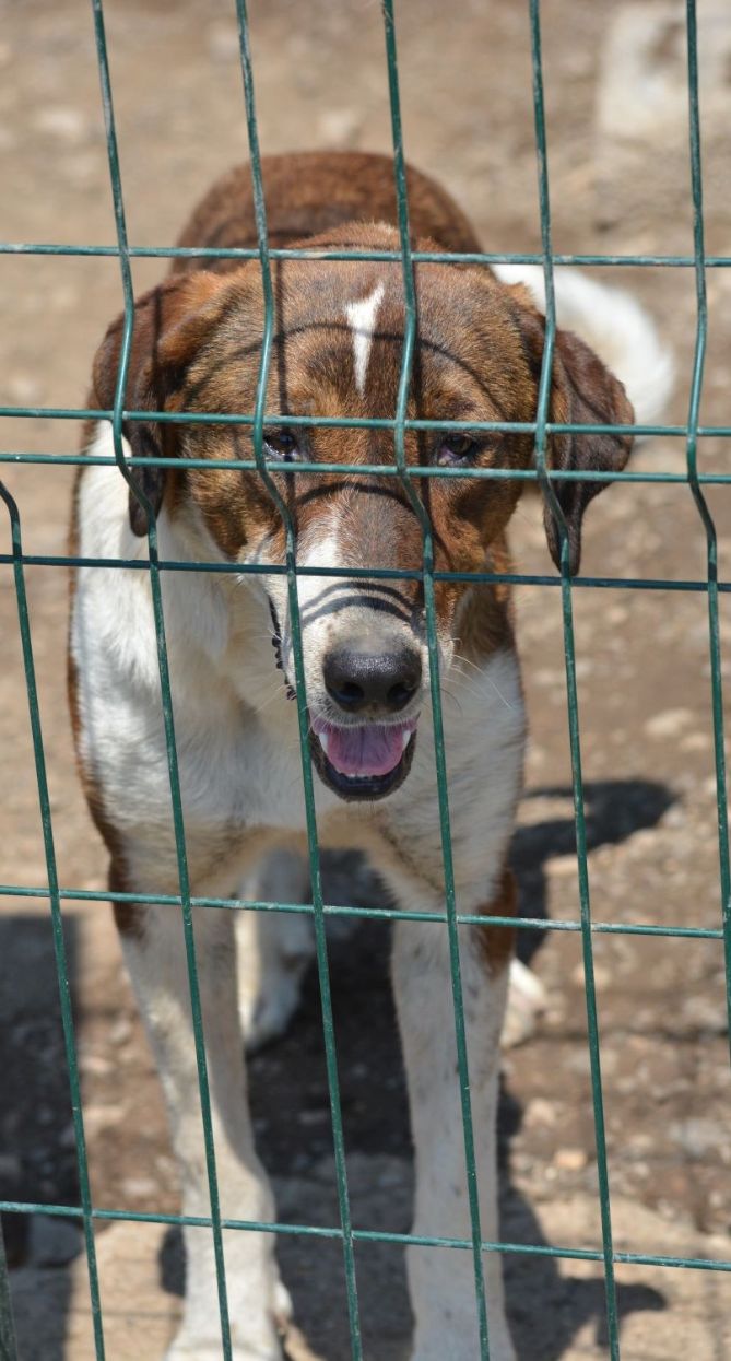 Lieber Rüde „Sebastian“, geb. ca. 04.2021