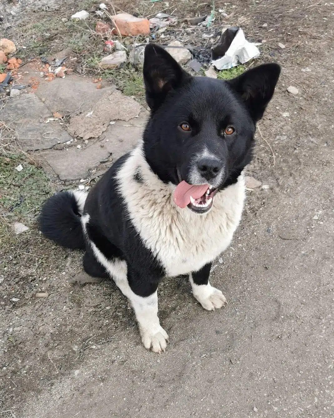 „Charly“, geb. 2021, sucht dringend, sehr verträglich und lieb