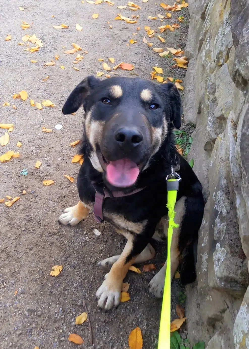 Verspielter, lieber Rüde „Renato“, geb. 02.2021, sucht Kumpel zum Toben, auf PS in NRW