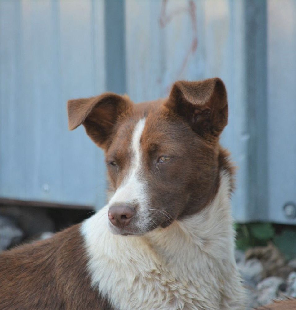 Sehr liebe Hündin „Tonya“, geb. 2021, gut verträglich, lieb, verspielt