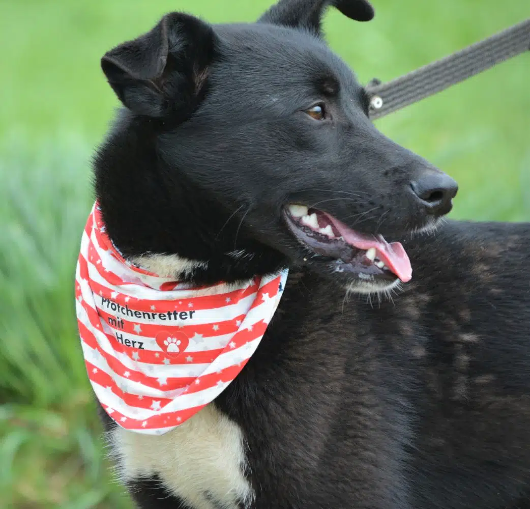 Sehr treuer, menschenbezogener Rüde „Aramis“, ca. 3 Jahre, Laika-Mischling