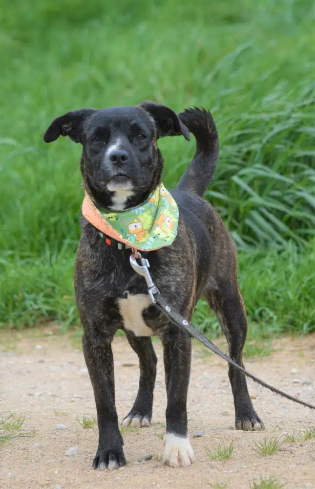 Liebe verspielte Junghündin „Heidi“, geb. 2021, sucht aktives Zuhause, lieb, verträglich, Familienhündin