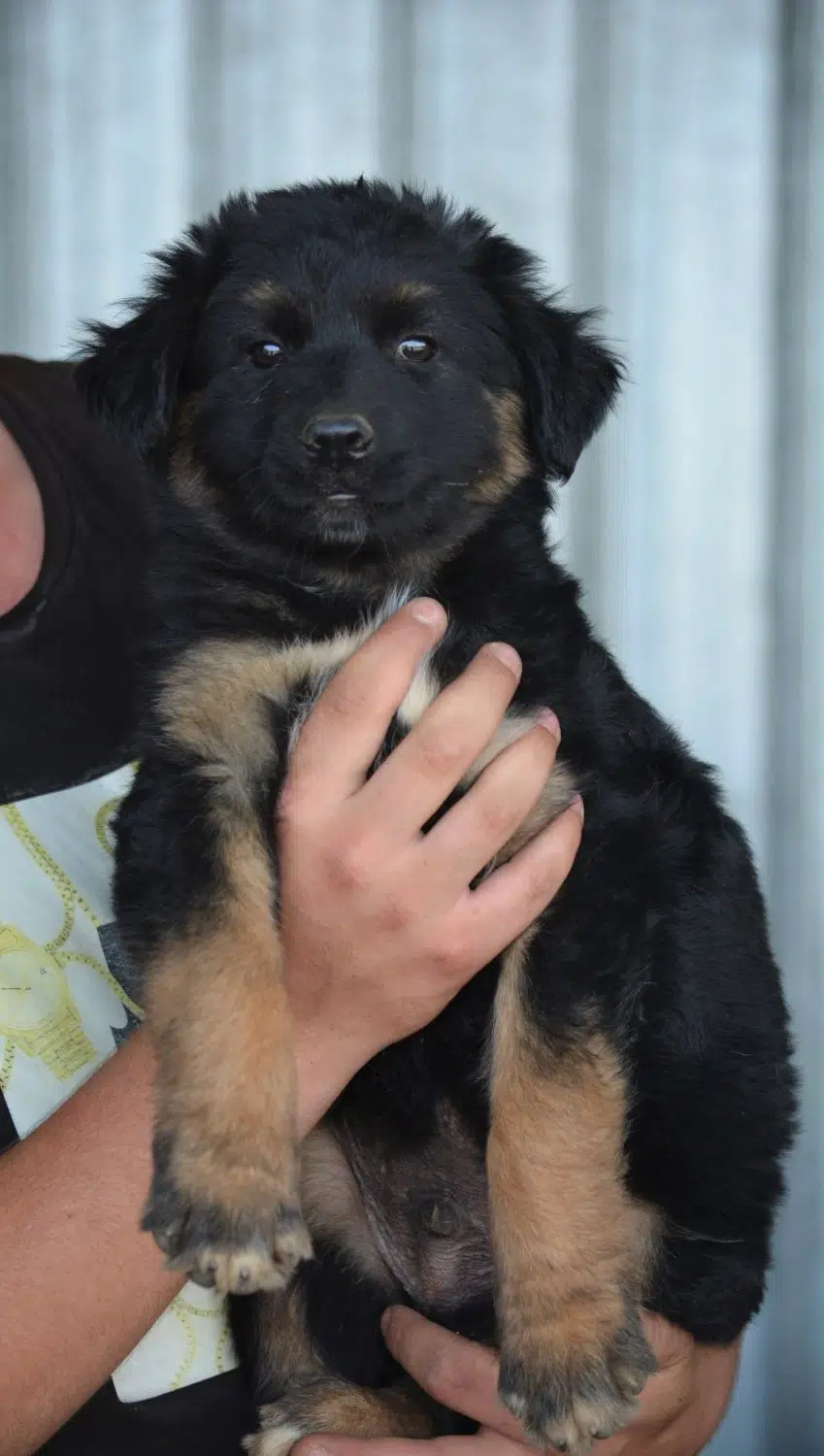 „Ajax“, lieber und verspielter Welpe-Junghund, geb. 2022, größer werdend, sucht Zuhause