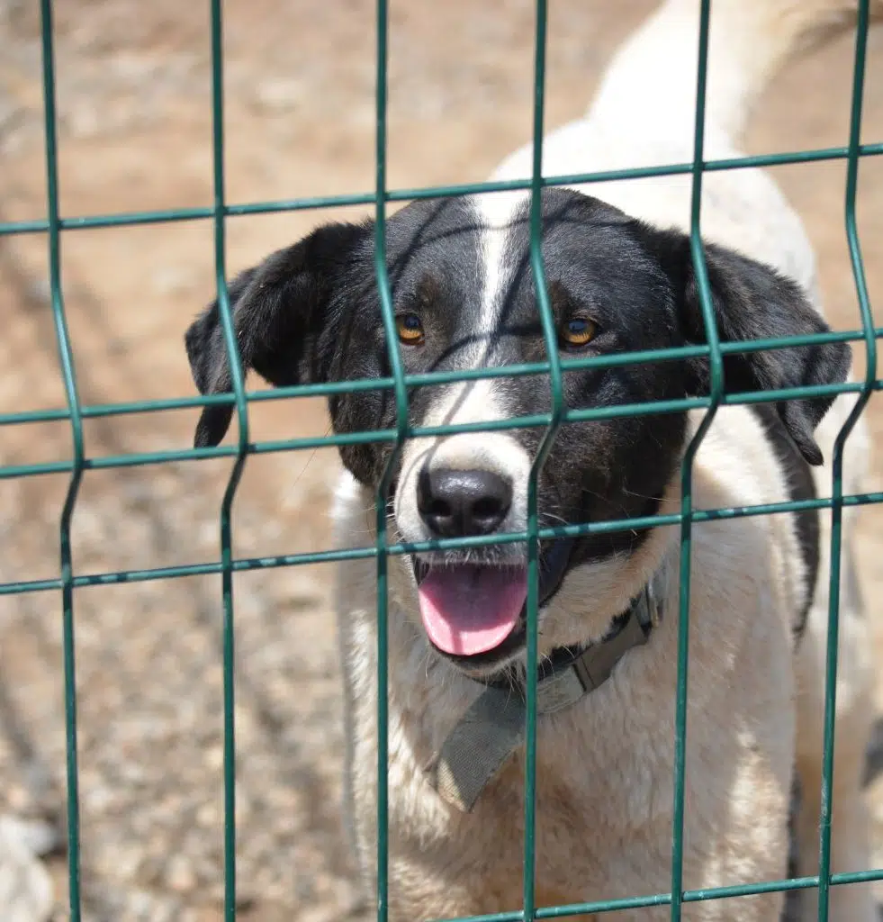 Liebe, sehr verträgliche und unkomplizierte Hündin „Diana“, ca. 2 Jahre alt, Anfängerhund