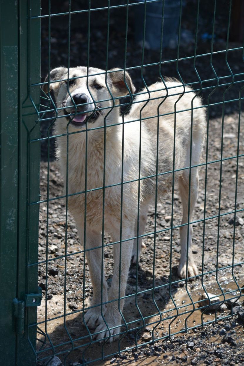 Sehr lieber, verträglicher Junghund „George“, geb. 2021, anhänglich und lieb, liebt Wasser!