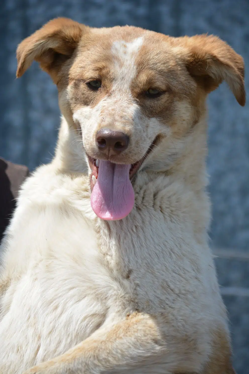 „Sugar“, ca. 11.2021 geboren, sehr lieb, verträglich, verschmust und freundlich; Familienhund