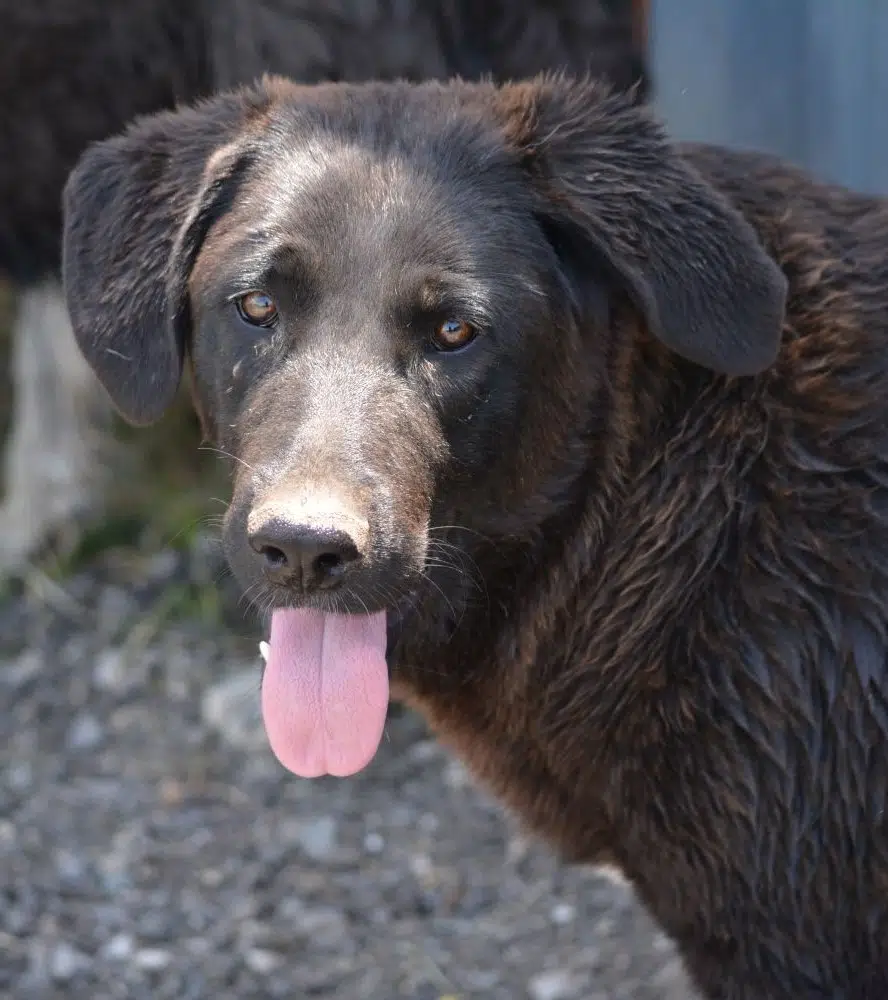 Sanfter Rüde „Steve“, geb. 2021, ruhig, ausgeglichen, verträglich, lieb