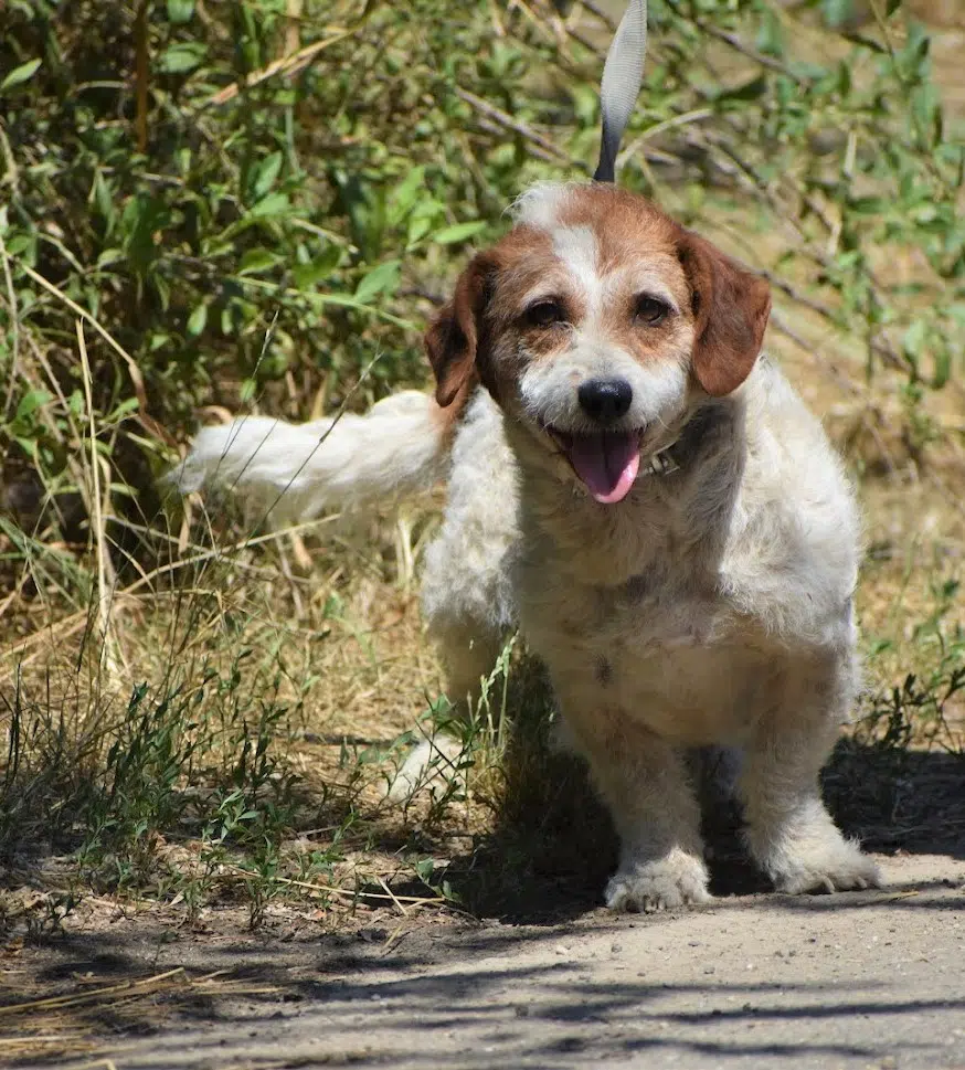Kleine ruhige Mischlingshündin „Dior“, ca. 2016 geboren, wurde aus der Tötung gerettet, lieb und verträglich, sehr sanftes Wesen, ca. 35 cm