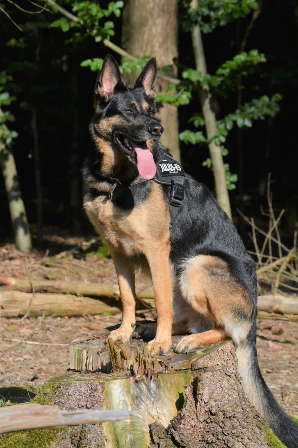 Traum Schäferhund „Jaro“, geb. 2017, sucht Zuhause mit Schäferhunderfahrung