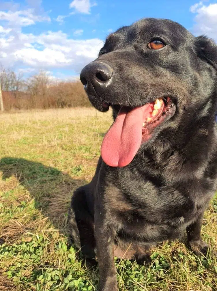 **RESERVIERT** Lieber Labrador-Rüde „GARY“, geb. 2017, sucht dringend ein Zuhause, wartet schon 5 Jahre im Tierheim Serbien, hat ein behindertes Beinchen, gut verträglich und nur lieb