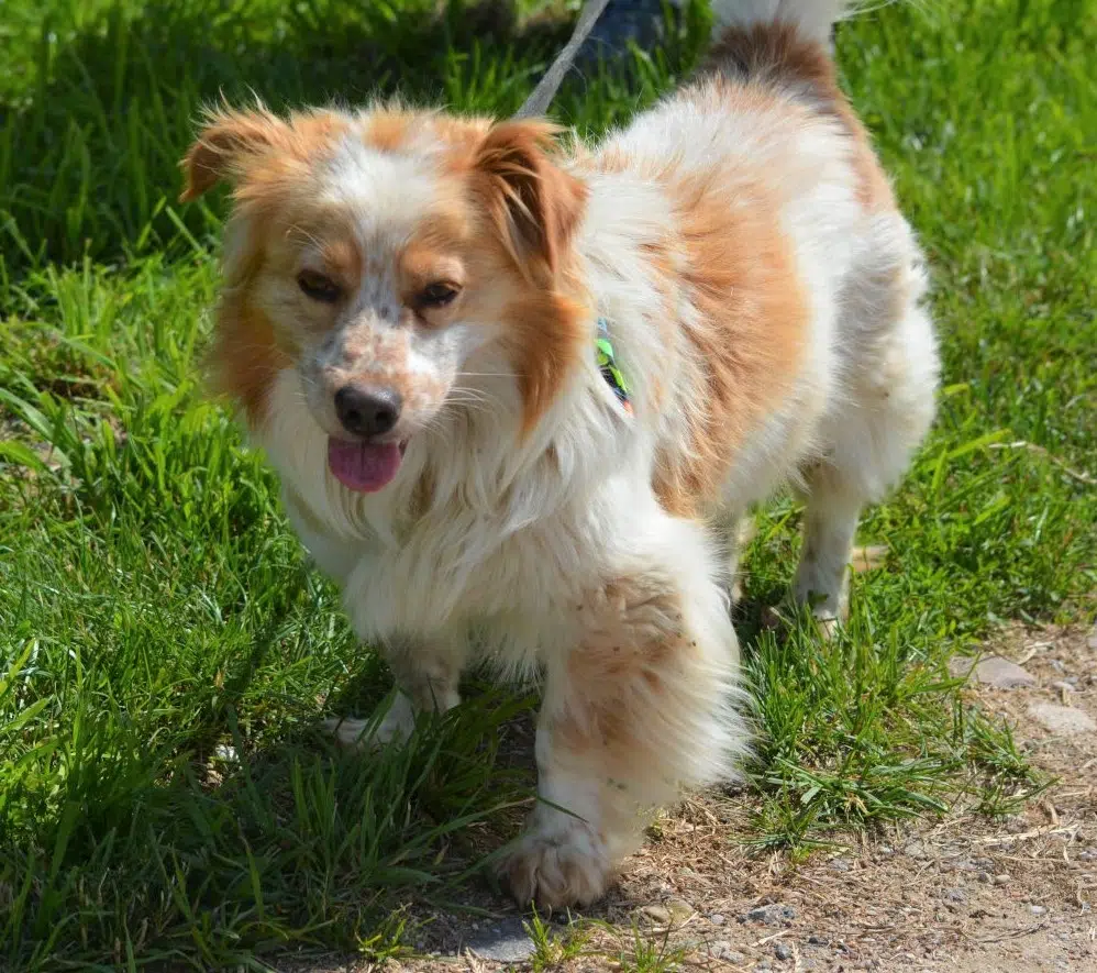 **RESERVIERT** Sehr lieber kleiner Spaniel-Mischling „Lati“, ca. 5 Jahre jung, sehr lieb und verschmust