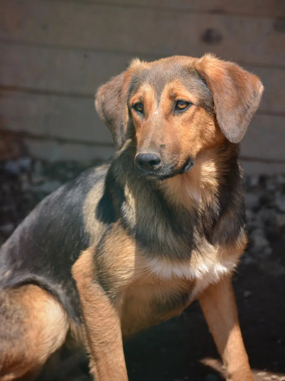 Sehr sanfte, ruhige, zurückhaltende Hündin „Petya“, ca. 11.2021 geboren, gut verträglich, sucht ruhiges Zuhause