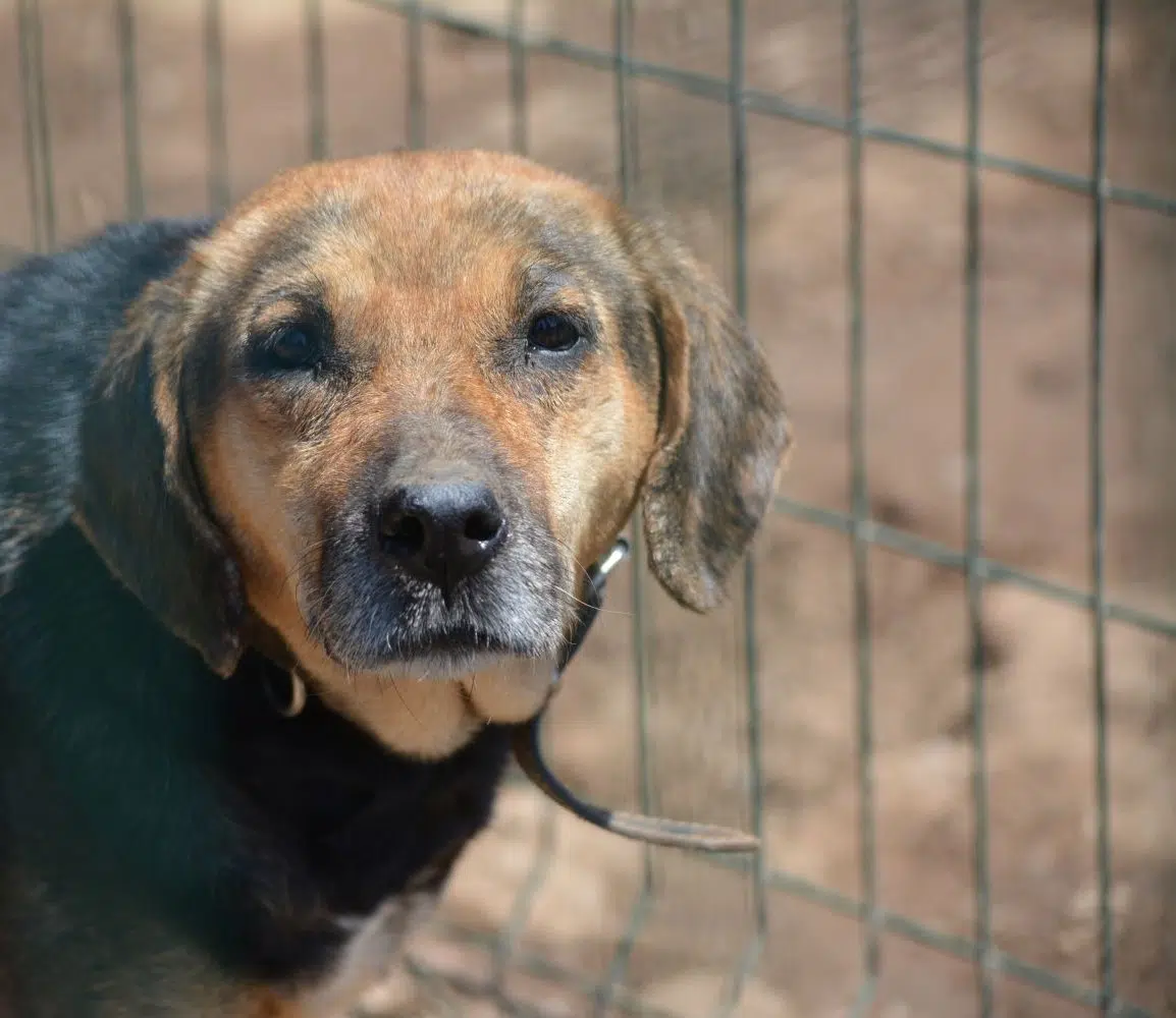 Sanfte und sehr ruhige Hündin „Tea“, ca. 2019 geboren, sucht ruhiges Zuhause, sehr verträglich