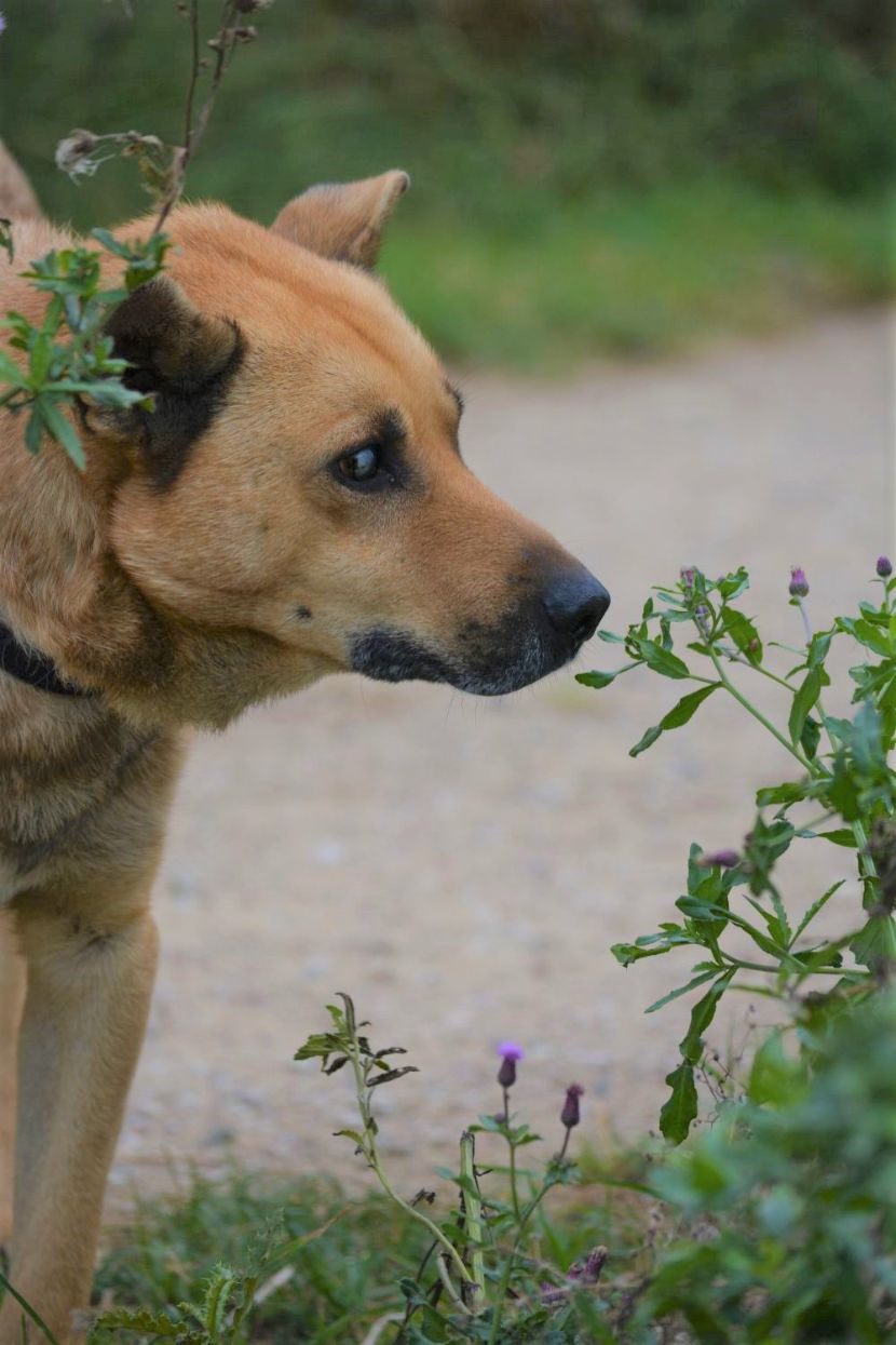 Rüde „Diego“, geb. ca. 2011, wartet schon so lange auf eine Familie