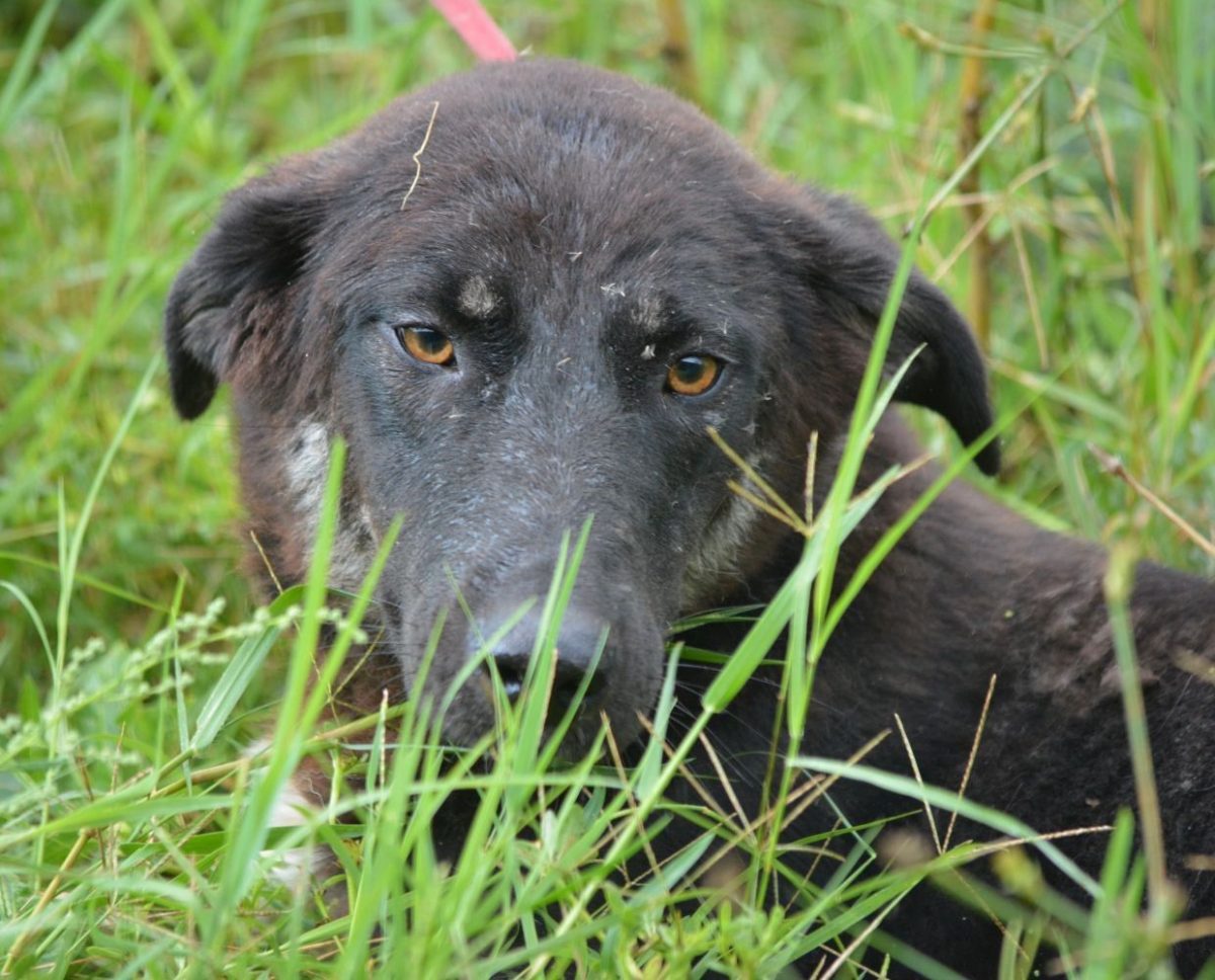 Hündin „Amina“, ca. 1-2 Jahre alt, sehr gut verträglich, sucht Menschen mit Hundeerfahrung. Noch sehr ängstlich, trotzdem sehr menschenbezogen