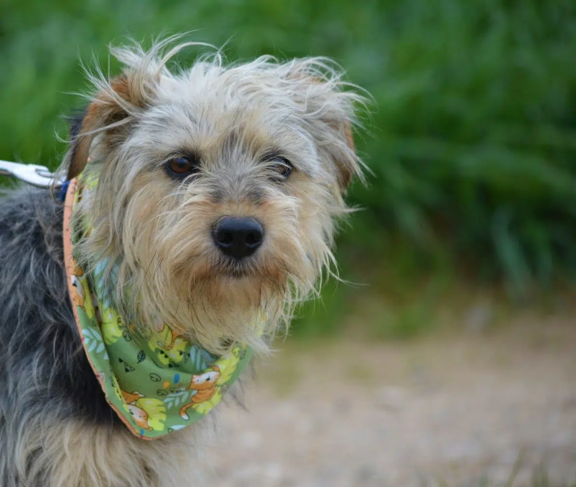 **RESERVIERT** Liebe, sanfte und sensible kleine Hündin „SISSY“, ca. 2021 geboren