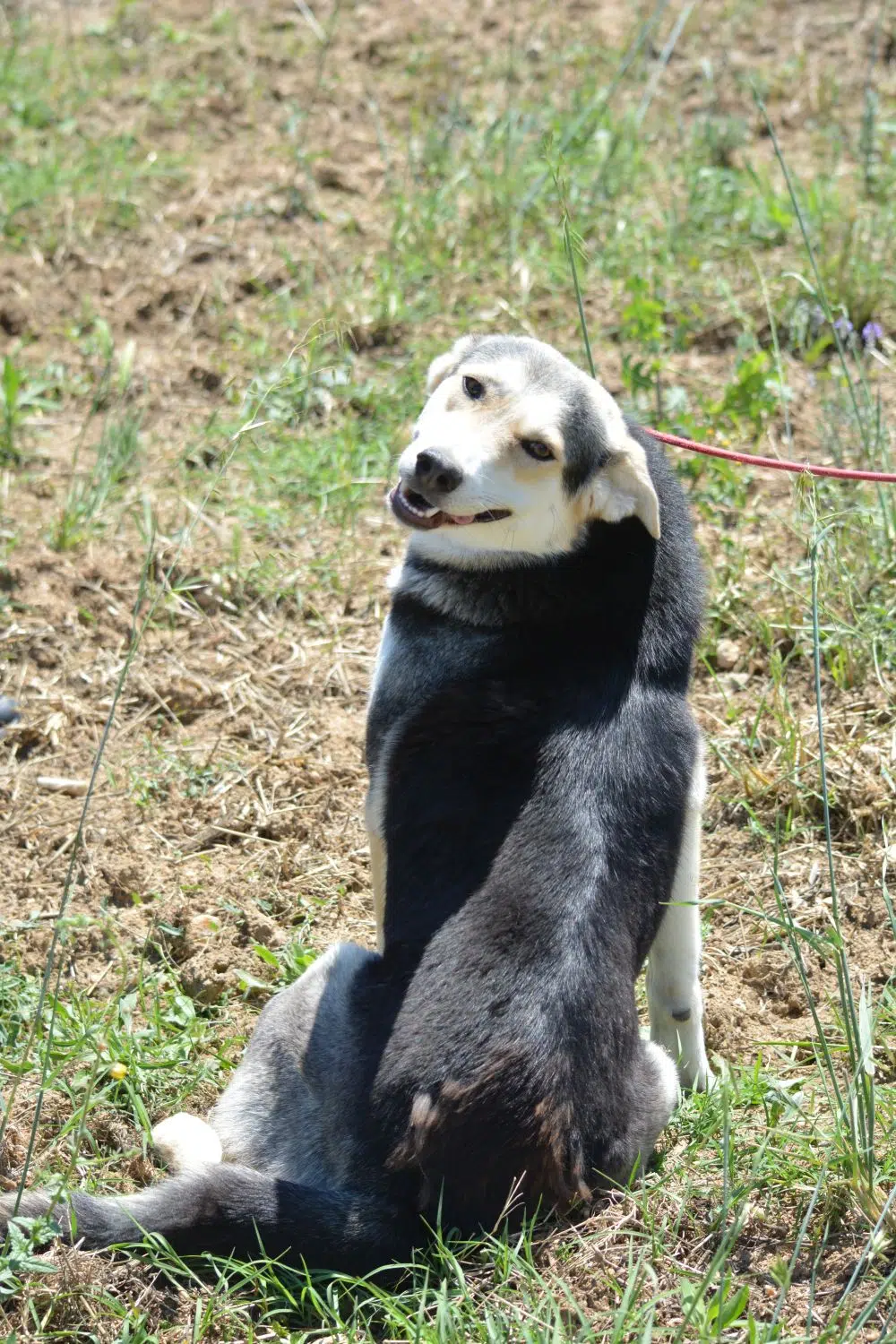 Liebe Husky-Mix Hündin „Shanty“, ca. 2021 geboren, gut verträglich