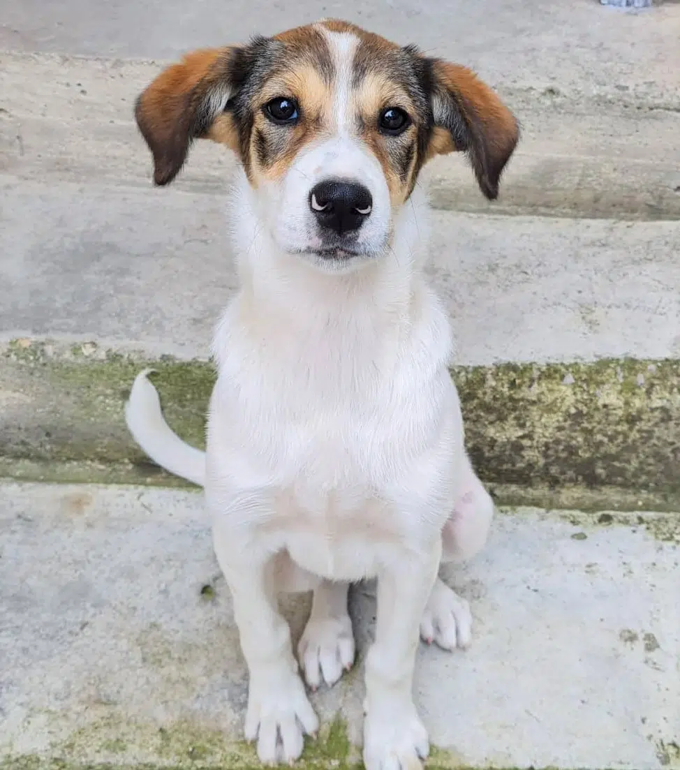 Liebe und verspielte Junghündin „Emma“, ca. Mai 2022 geboren, gut verträglich, auch Katzen