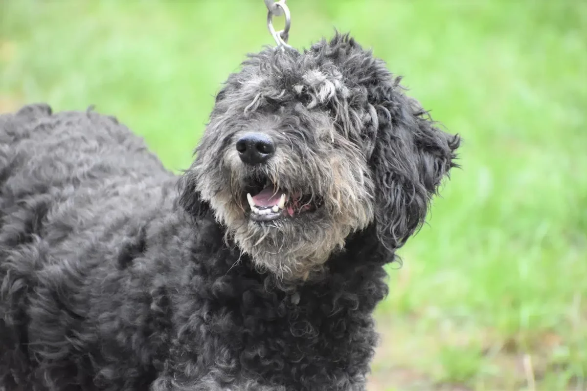 Traurige Omi „Bundas“, hat sein Herrchen verloren