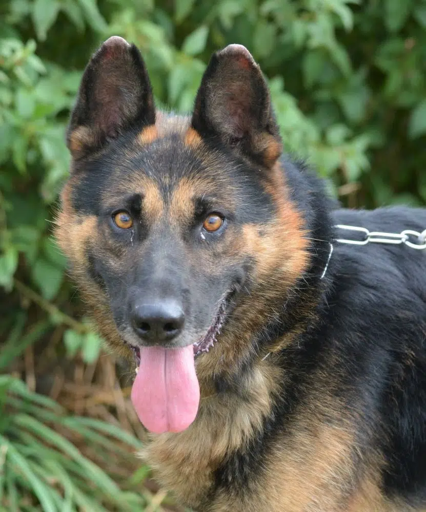 Traumhafter Schäferhund „Mustang“, ca, 5-6 Jahre