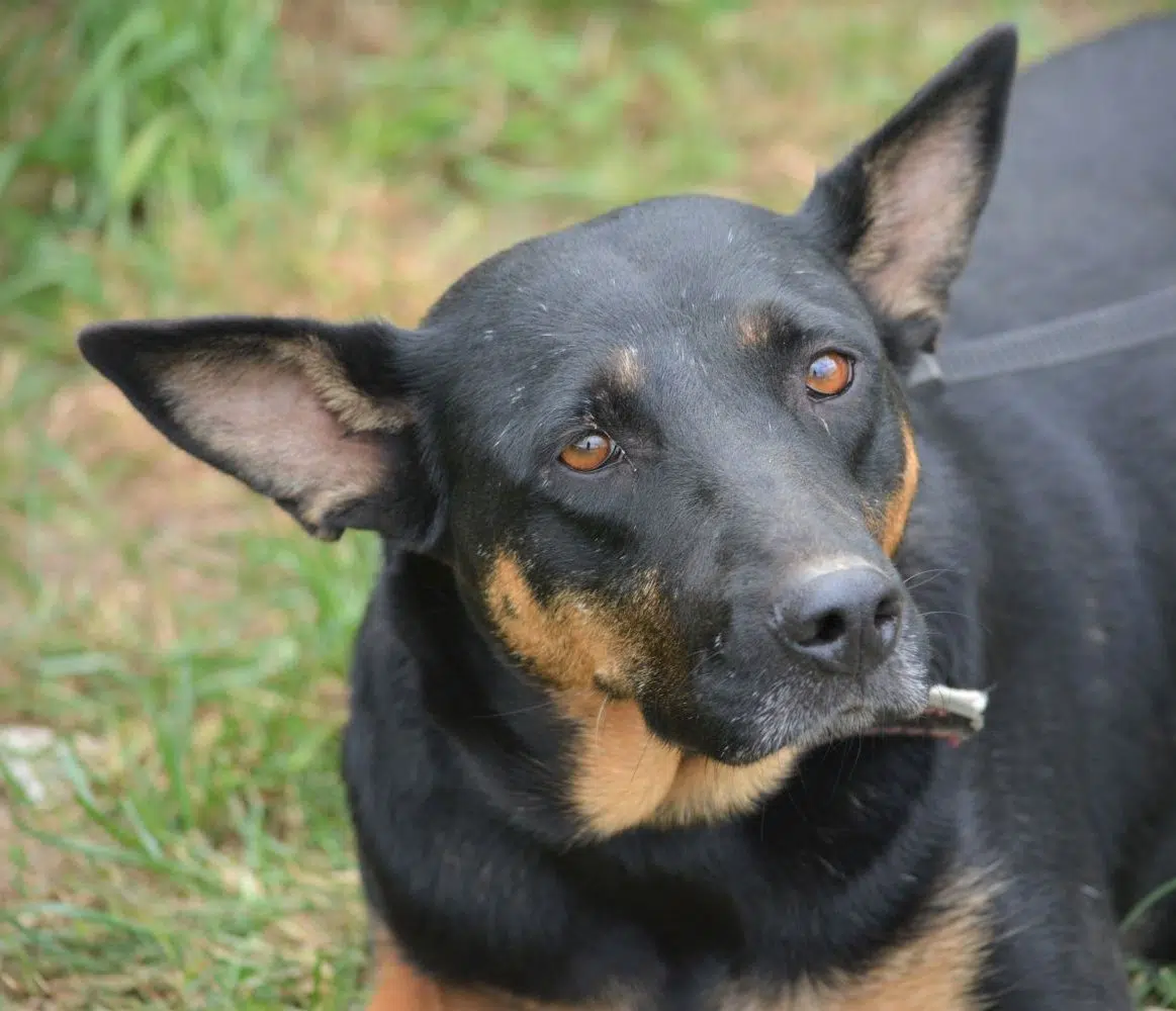 „Linka“, sehr sanfte, ruhige und zurückhaltende Hündin, gut verträglich, lieb