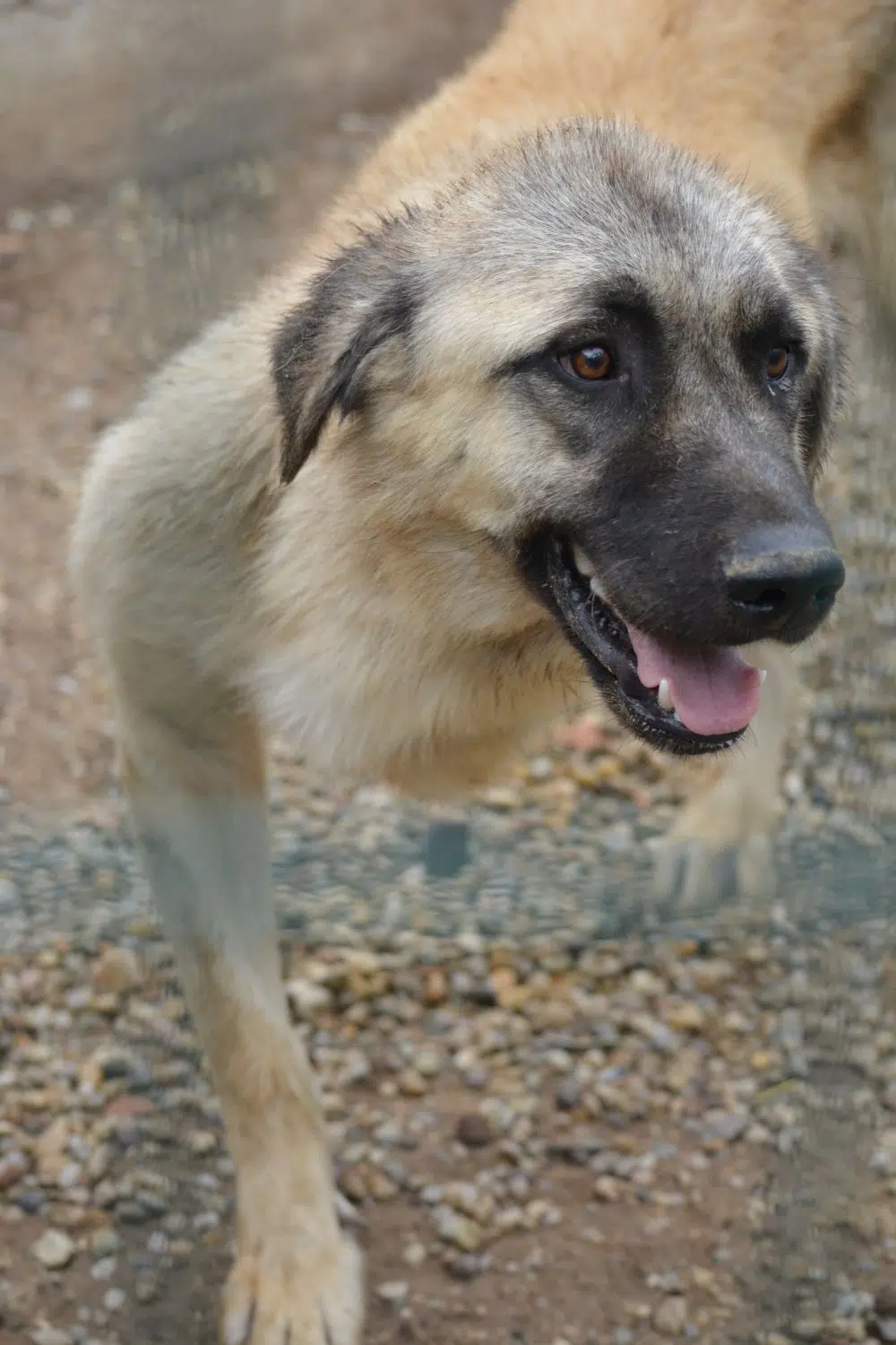 Dringender Notfall! Dreibeiniger sehr lieber und sanfter Kangal-Mischling „Baris“, ca. 1-2 Jahre, sehr gut verträglich
