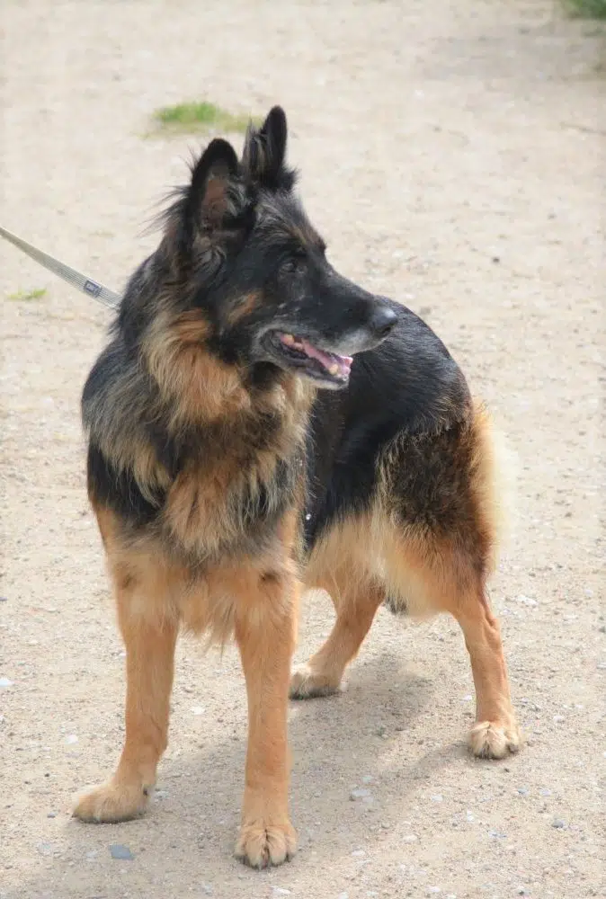 Liebe, menschenbezogene Langhaarschäferhündin „Alice“, gut verträglich