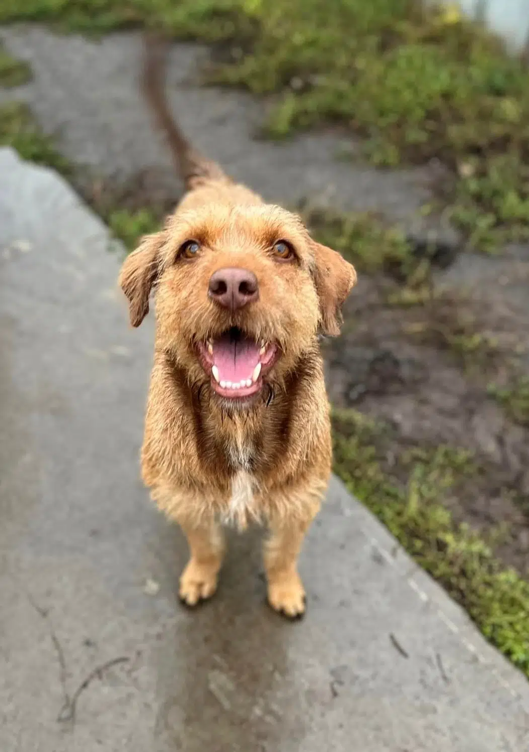 Liebe Mischlingshündin „Nadia“, ca. 45, 1,5 Jahre alt, gut verträglich