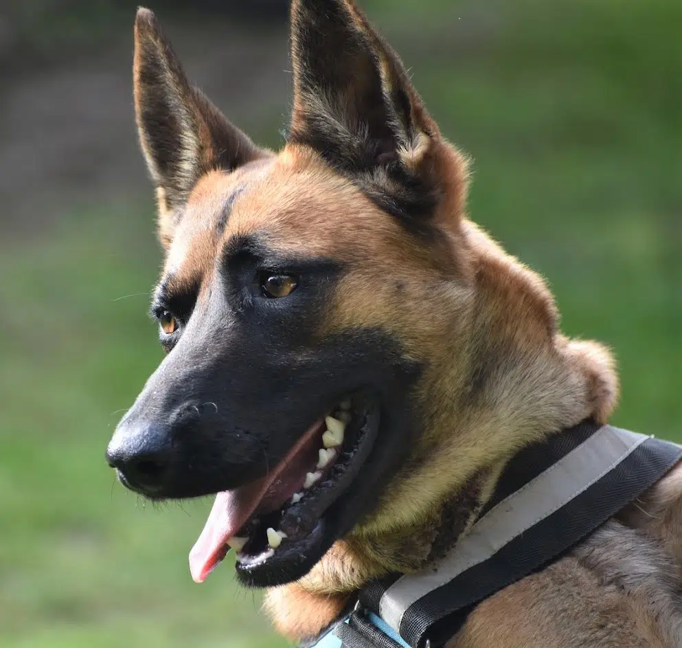 Wundervolle Malinois-Hündin „Bella“, geb. 2021, sucht Freunde dieser Rasse